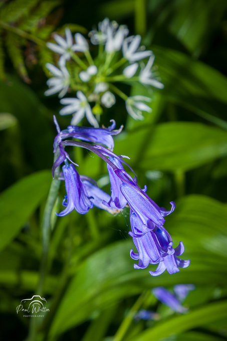 Tintern Bluebells